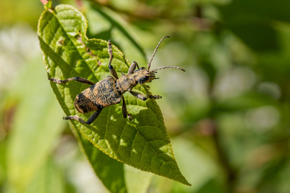 Δωρεάν στοκ φωτογραφιών με beetle, macro, rhagium mordax