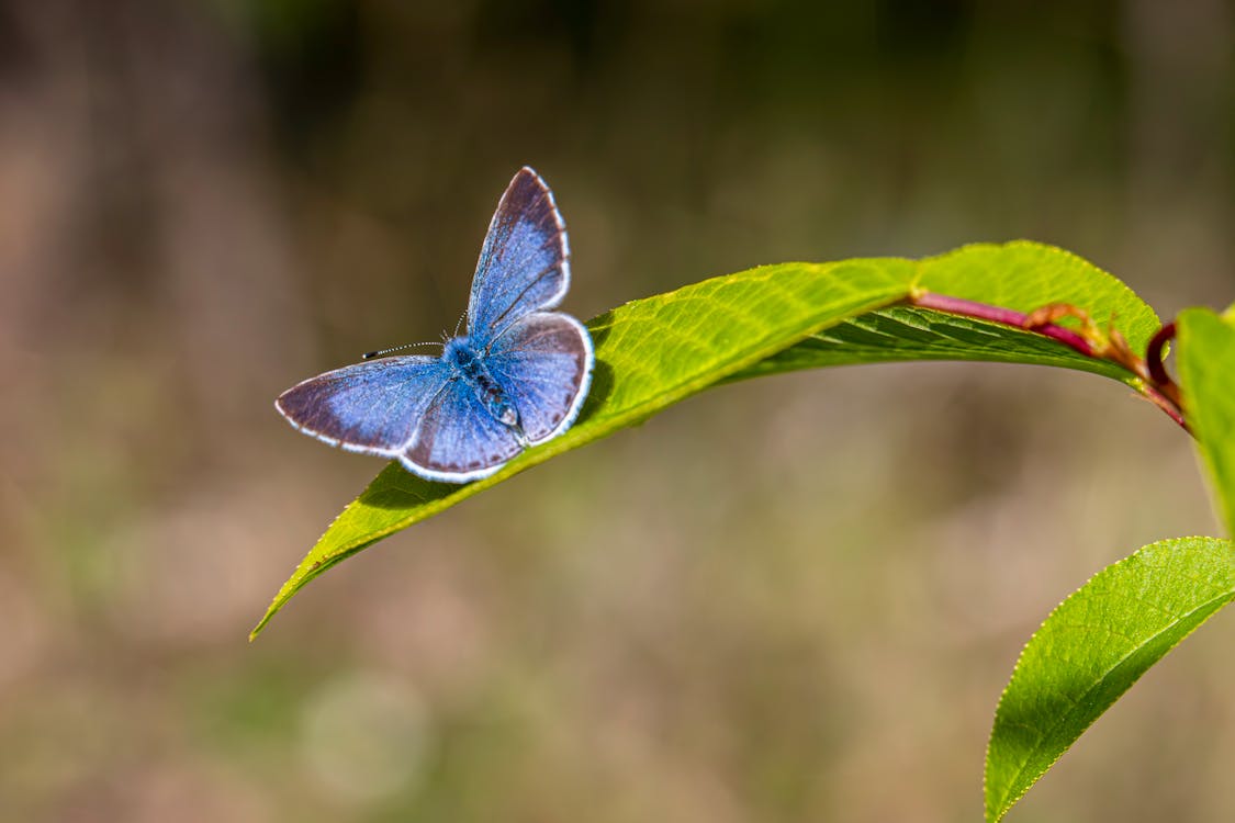 Gratis lagerfoto af almindelig blå, animal wing, biologi