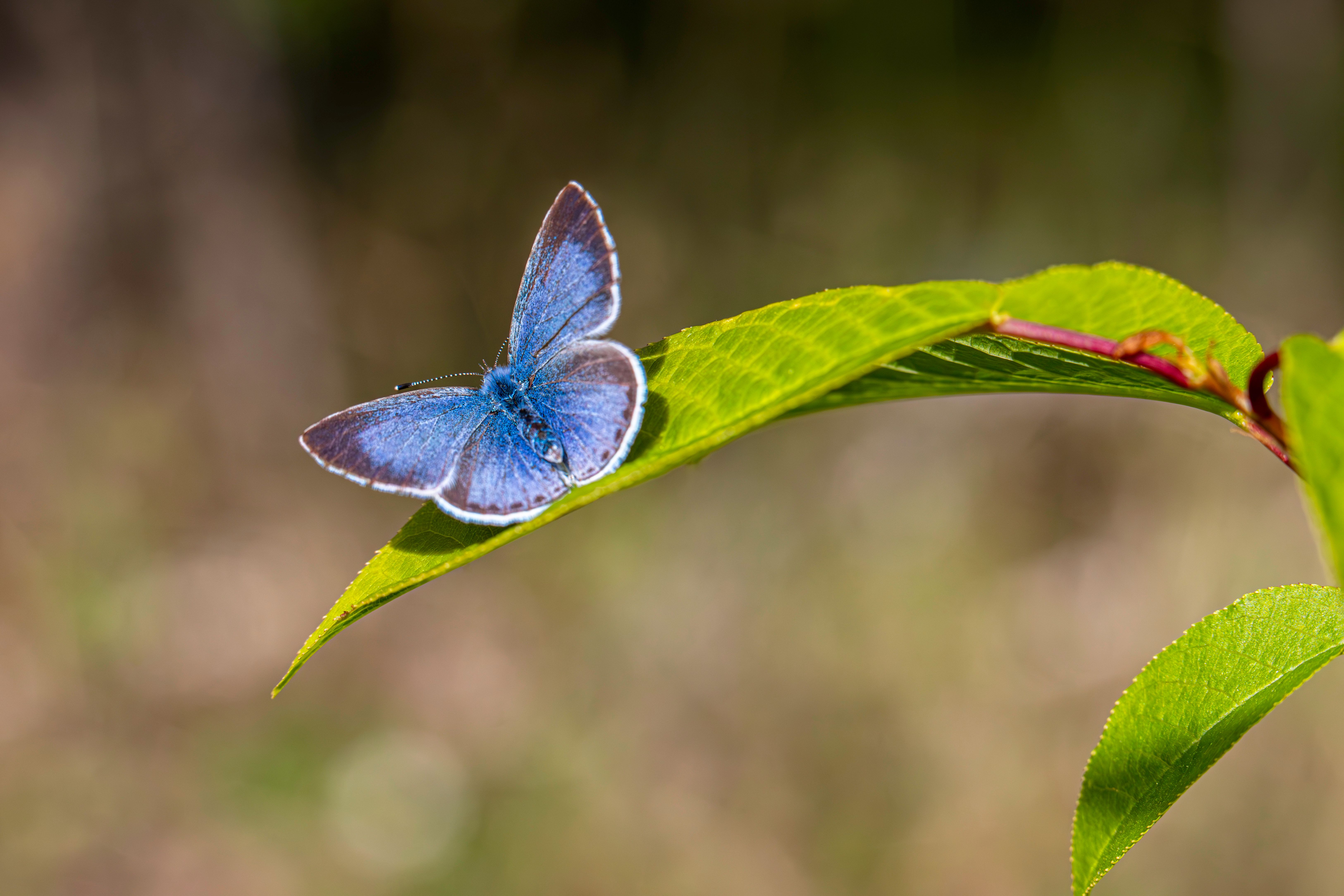A blue butterfly sitting on a green leaf · Free Stock Photo