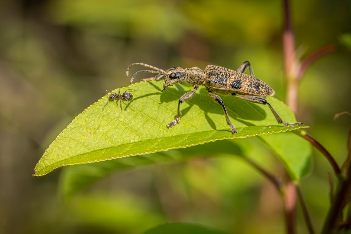 rhagium mordax, 검은 점박이 롱혼 딱정벌레, 곤충의 무료 스톡 사진