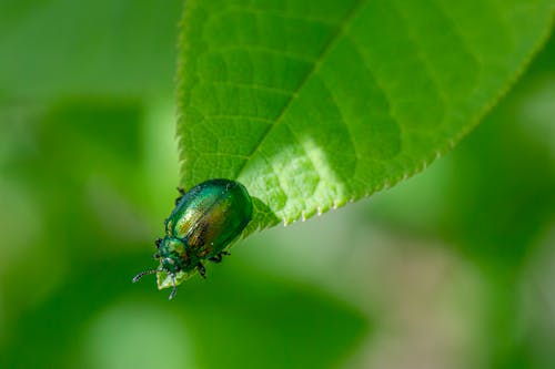 保护生物学, 叶甲虫, 天然害虫防治 的 免费素材图片