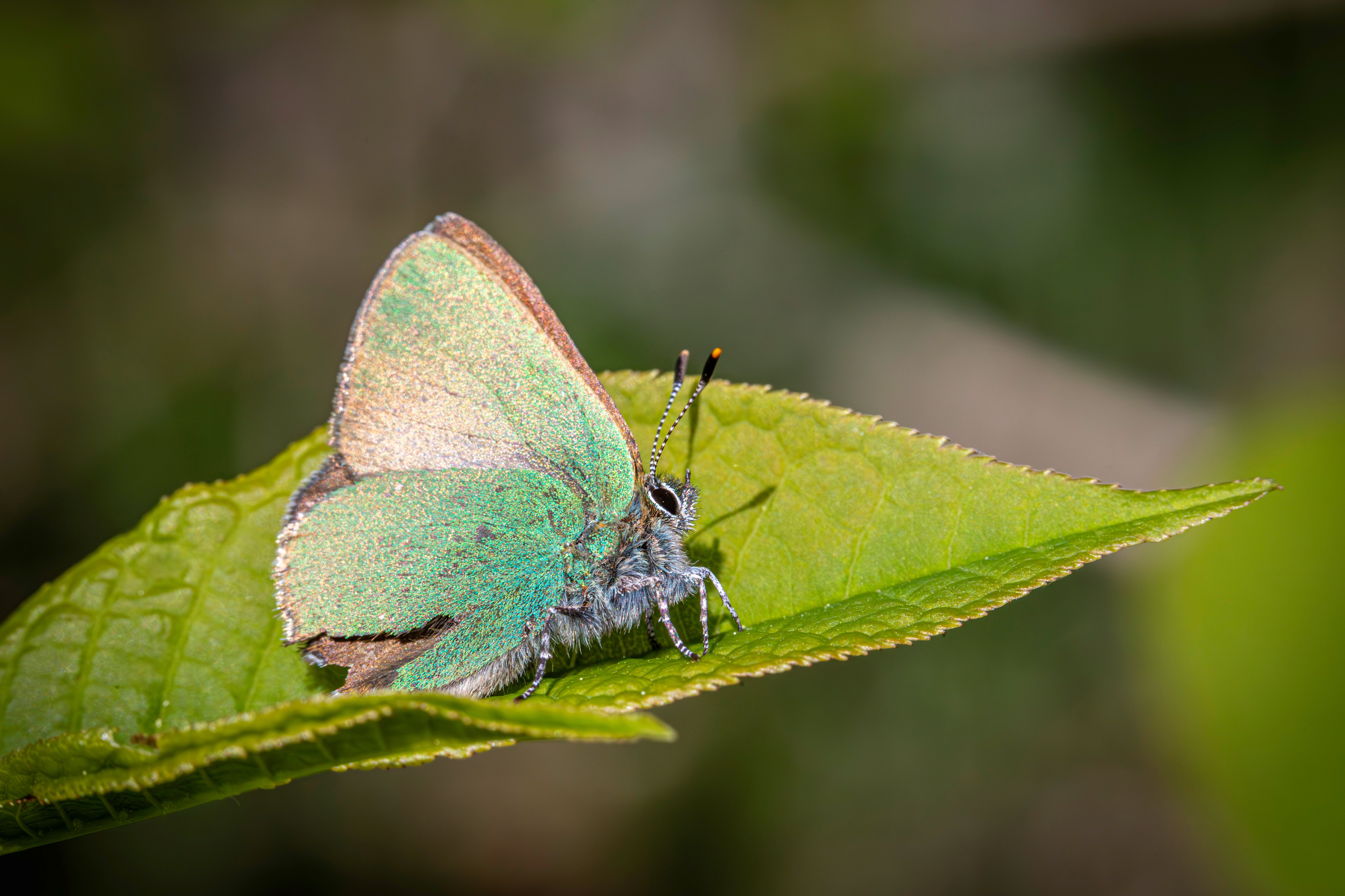A small green and blue butterfly sitting on a leaf · Free Stock Photo