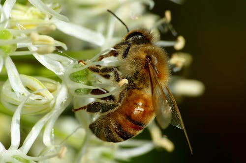 Free stock photo of bee, blossom, close u p