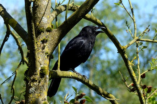 Free stock photo of animal, beak, bird