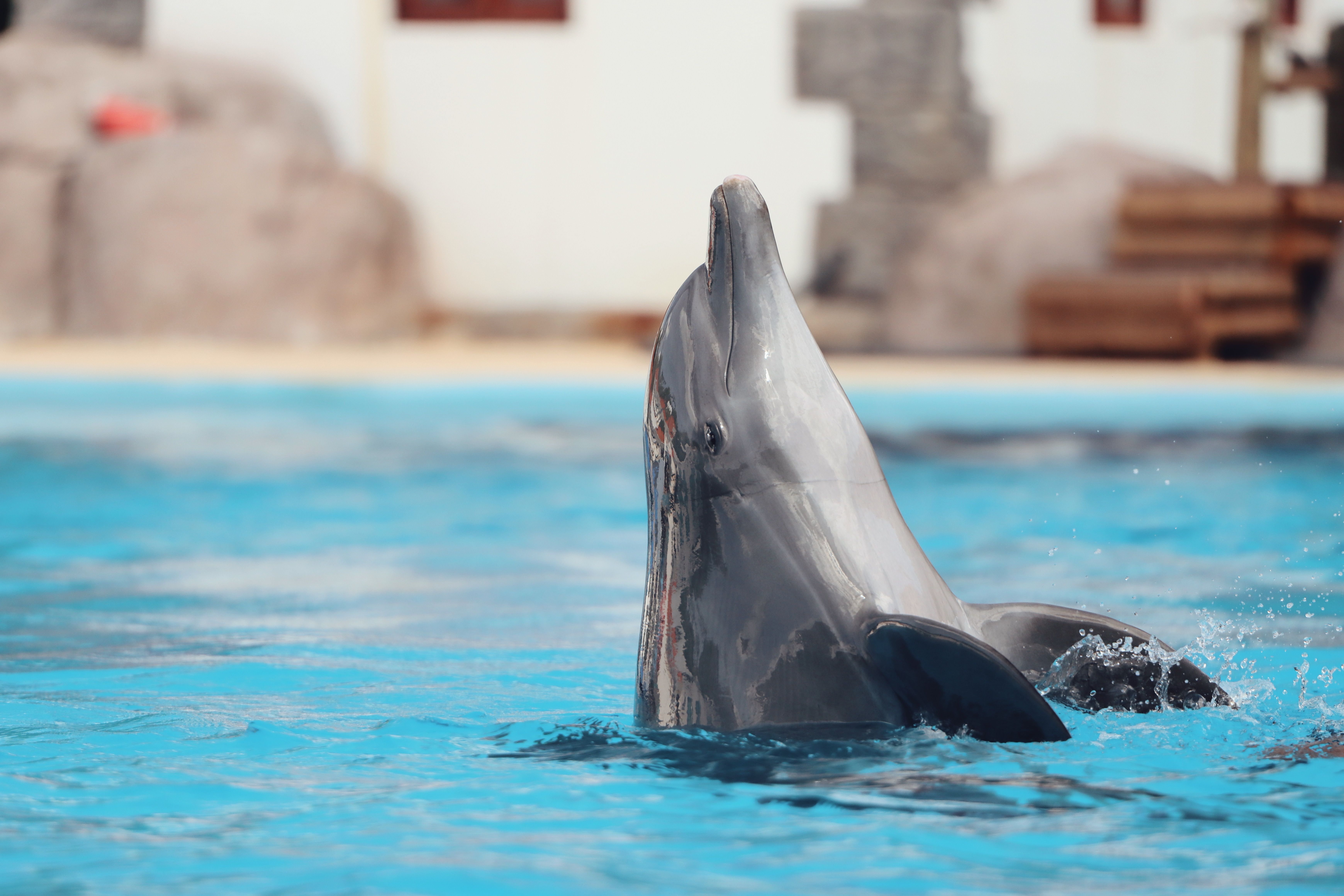 Dutch Cabinet Moves to Ban Dolphin Breeding, Dolfinarium's Future in Doubt