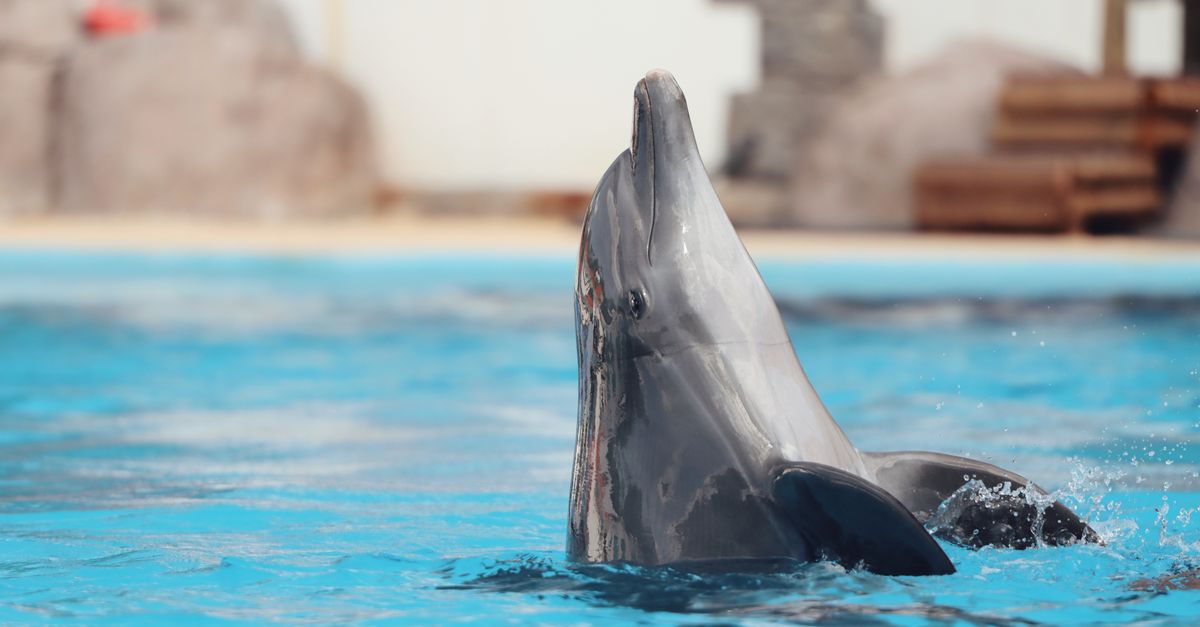 Dutch Cabinet Moves to Ban Dolphin Breeding, Dolfinarium's Future in Doubt