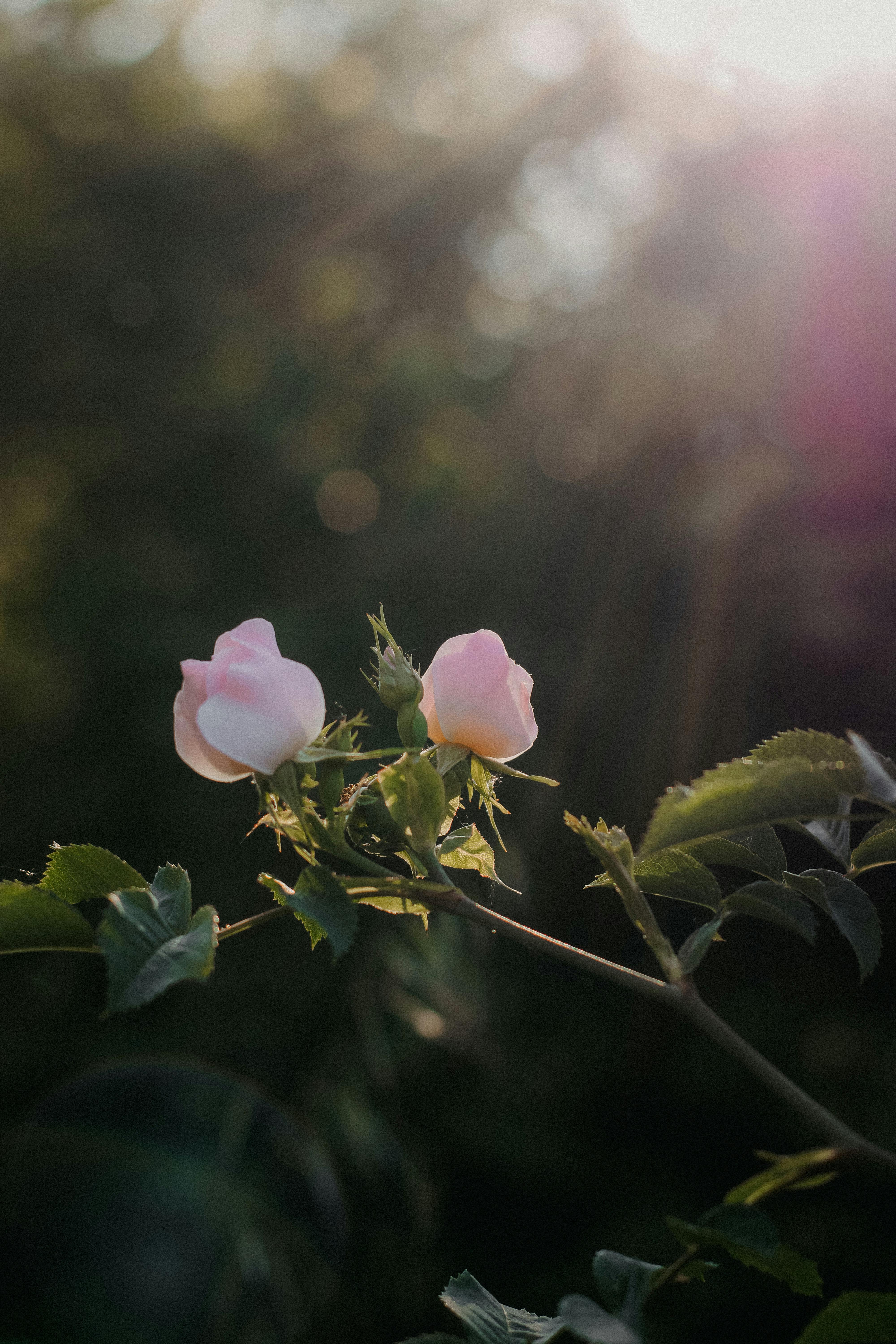 Soft pink roses bathed in sunlight, symbolizing natural beauty and tranquility.
