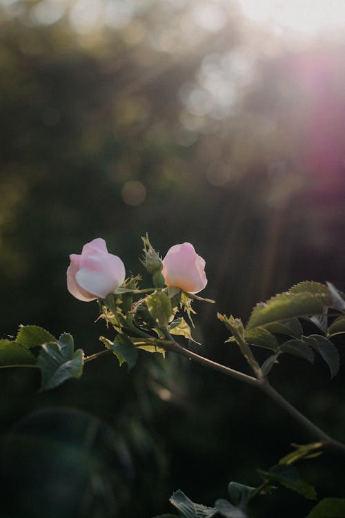 Two pink roses are growing on a plant with the sun shining through