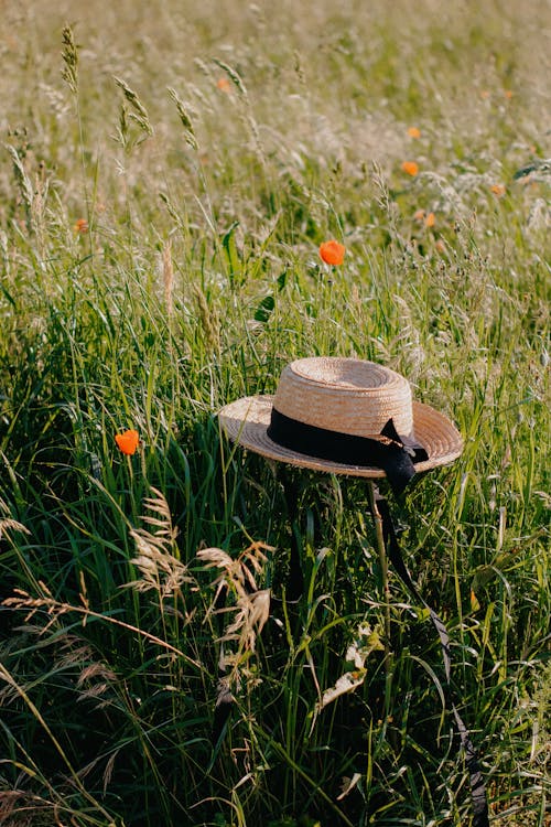 Gratis stockfoto met bloemen, grassen, hoed