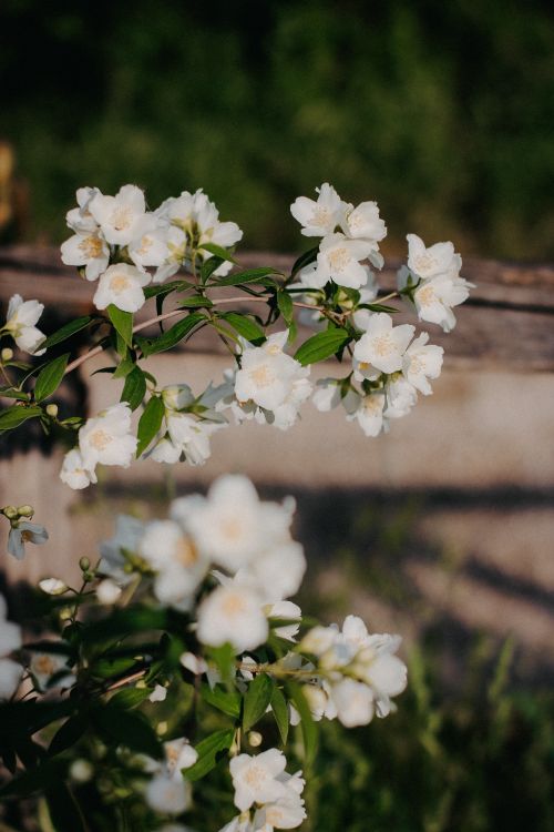 Free White flowers in a sunlit garden with a rustic wooden fence backdrop. Stock Photo