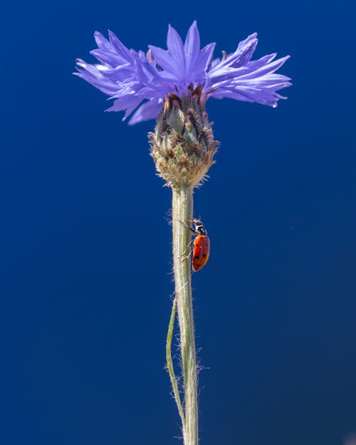 Free stock photo of flower, ladybug
