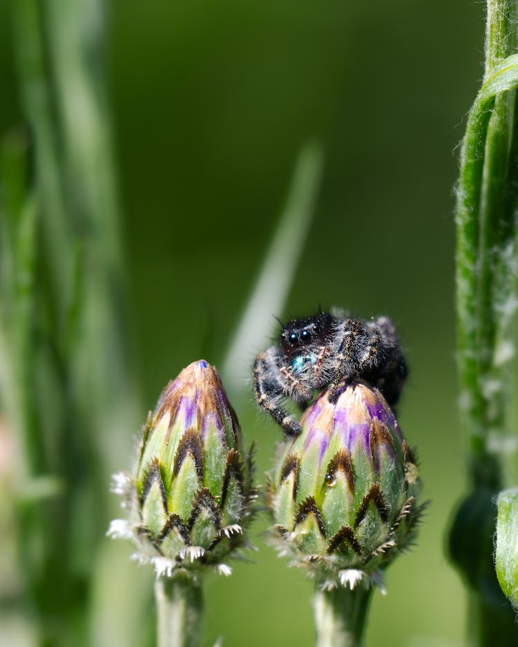 Hairy Spider Perching On A Flower Bud