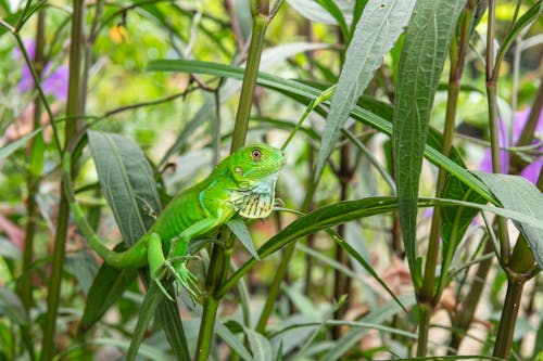 Iguana Verde