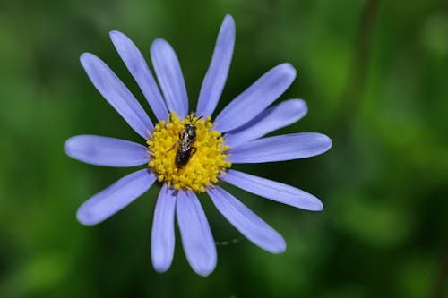 Foto profissional grátis de abelha, azul, flores