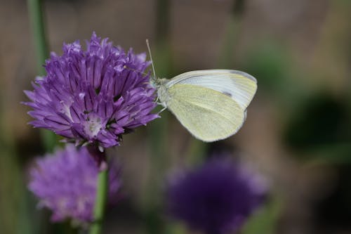 Foto profissional grátis de borboleta, borboleta branca de repolho, cebolinha