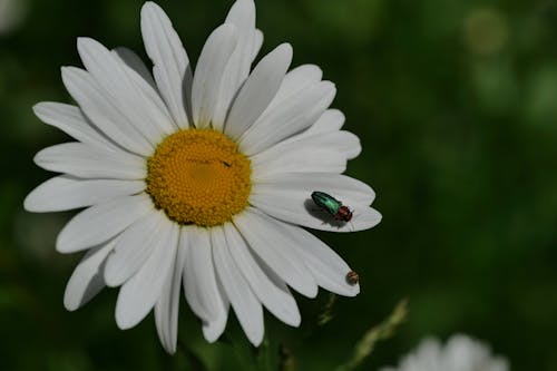 Foto profissional grátis de besouro, branco, florescimento