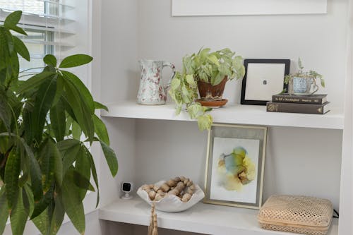 A shelf with plants and pictures on it
