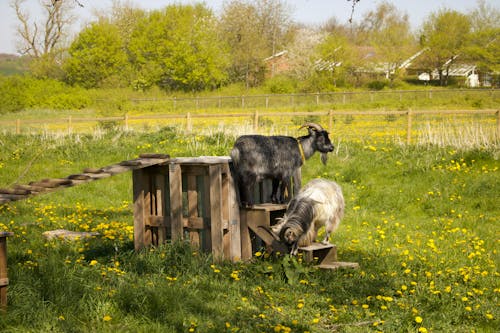 가축, 건초지, 경치의 무료 스톡 사진