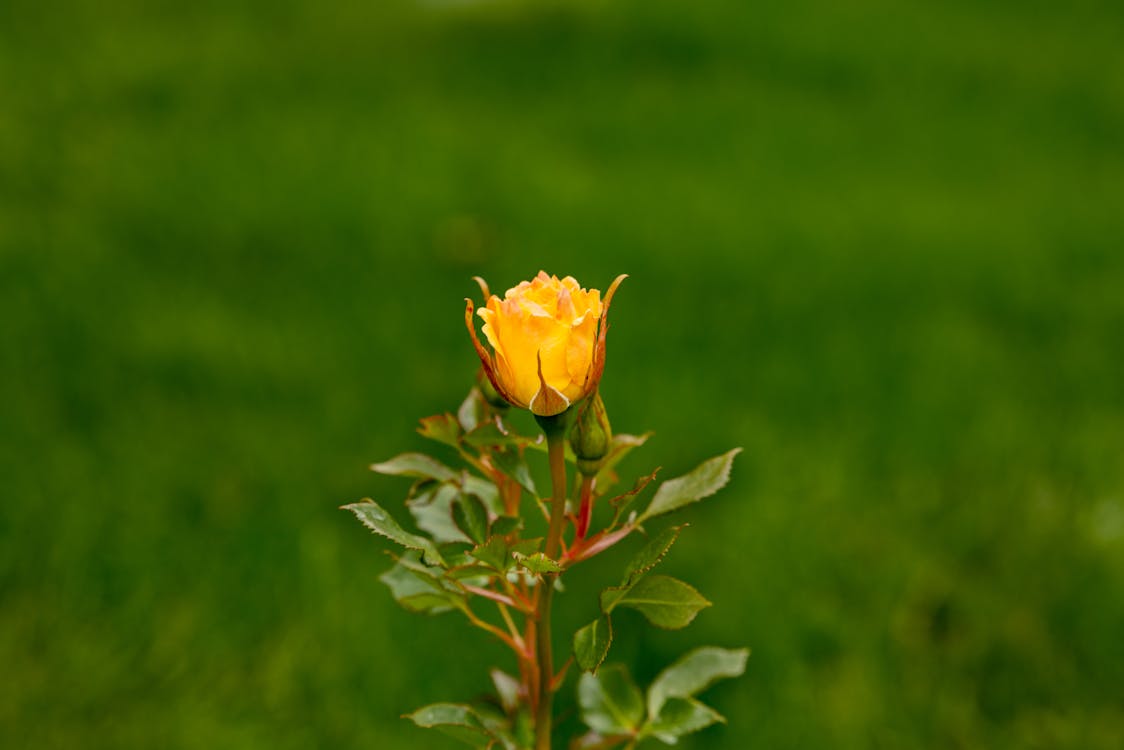 愛, 春天, 玫瑰 的 免費圖庫相片