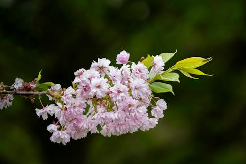 คลังภาพถ่ายฟรี ของ ดอกไม้, นันทปานี, ฤดูใบไม้ผลิ