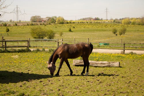 Kostenloses Stock Foto zu aktivbekleidung, ausruhen, braunes pferd