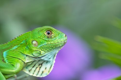 Iguana Verde