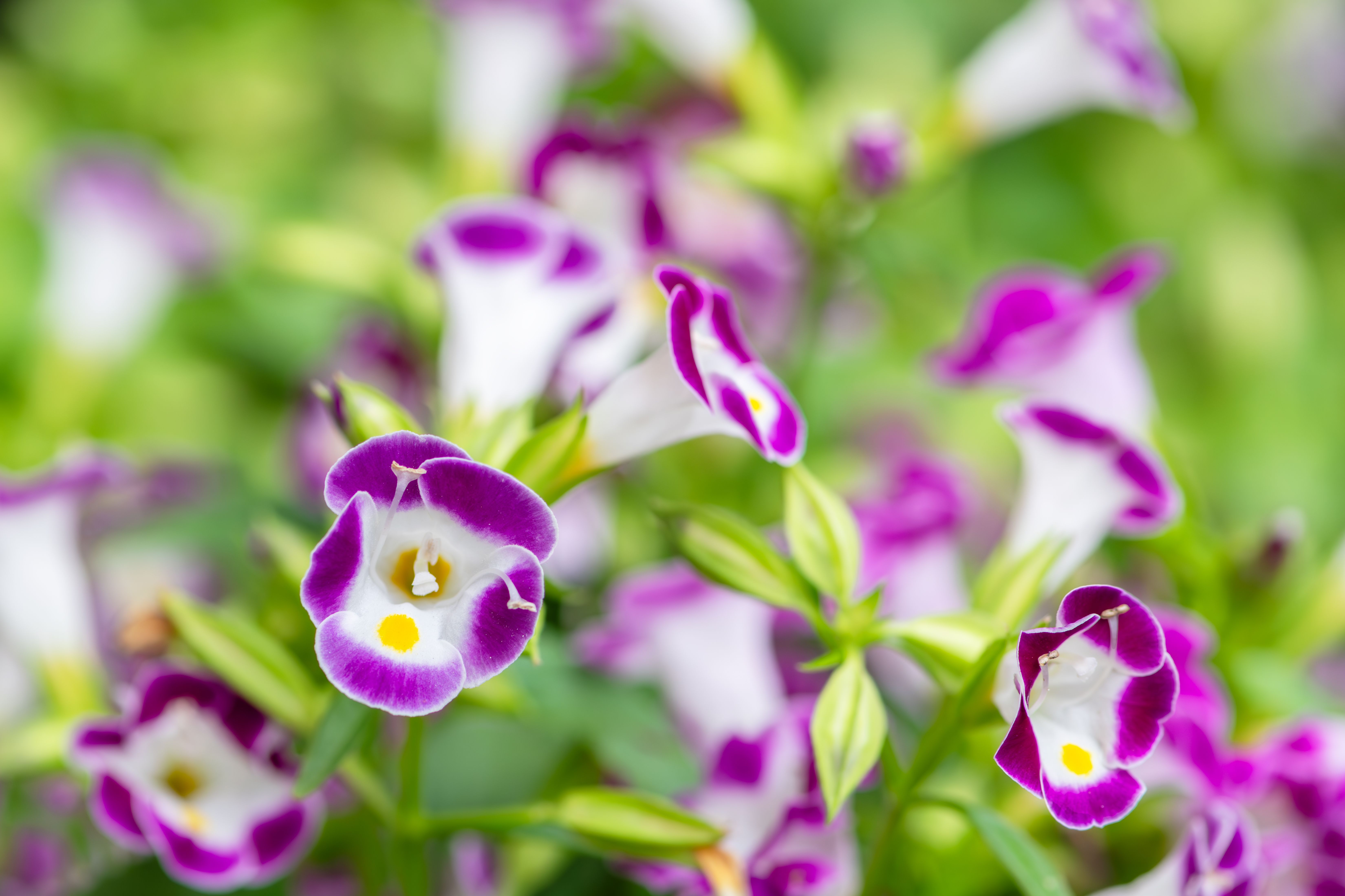 Selective Focus Photography of Purple Petaled Flower · Free Stock Photo