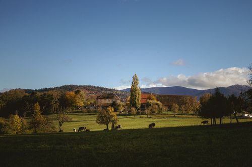 Free Charming rural scene in Freiburg, Germany with cows grazing under a clear blue sky. Stock Photo