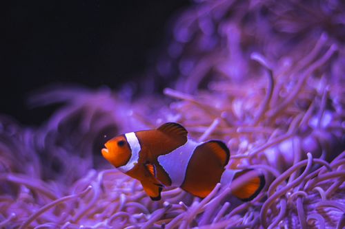 Free stock photo of anemone, animals, fish Stock Photo