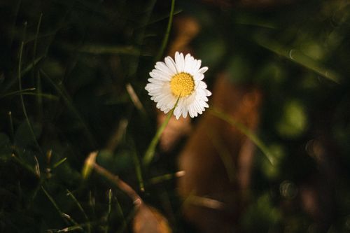 Free stock photo of beautiful flower, clean, macro Stock Photo