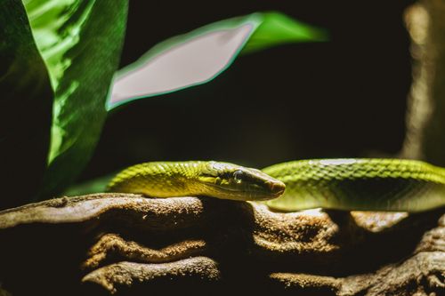Free stock photo of animals, nature lover, olive green Stock Photo
