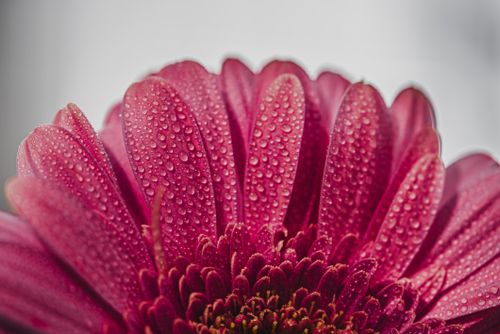 Free Close-up of a pink gerbera daisy with dewdrops on petals, showcasing nature's beauty. Stock Photo