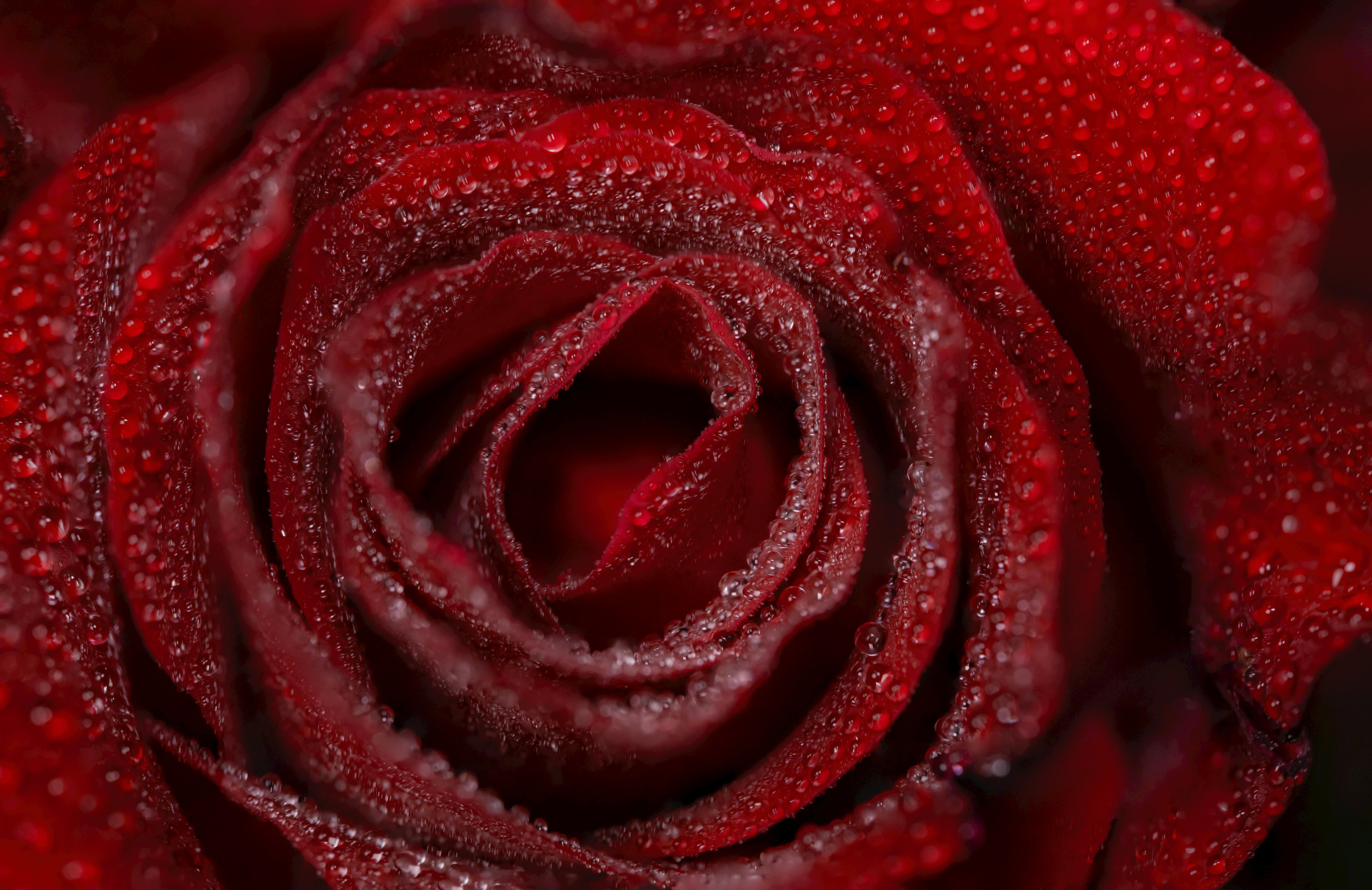 [ColoSach]-captivating-close-up-of-a-red-rose-with-dewdrops-enhancing-its-natural-beauty.