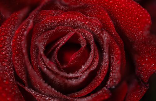 Free Captivating close-up of a red rose with dewdrops enhancing its natural beauty. Stock Photo