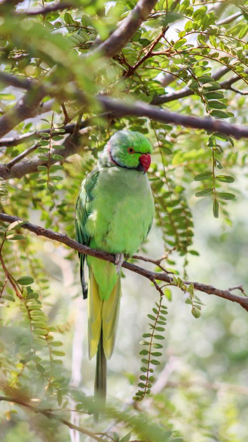 Free Close-up of a colorful parakeet perching on a branch in the wild. Stock Photo