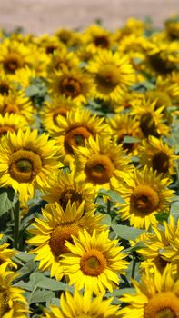A breathtaking view of a blooming sunflower field under a clear sky, showcasing natural beauty.