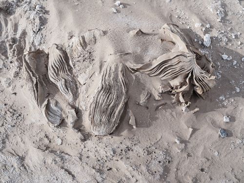 Free Aged and tattered book pages partially buried in sandy desert terrain. Stock Photo