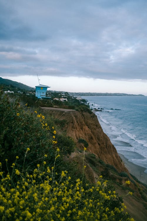 Imagine de stoc gratuită din coastă, flori, fotografiere verticală