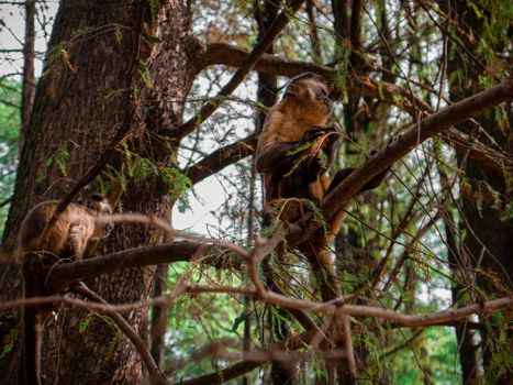 Two Capuchin monkeys perched on tree branches, blending into their forest habitat.