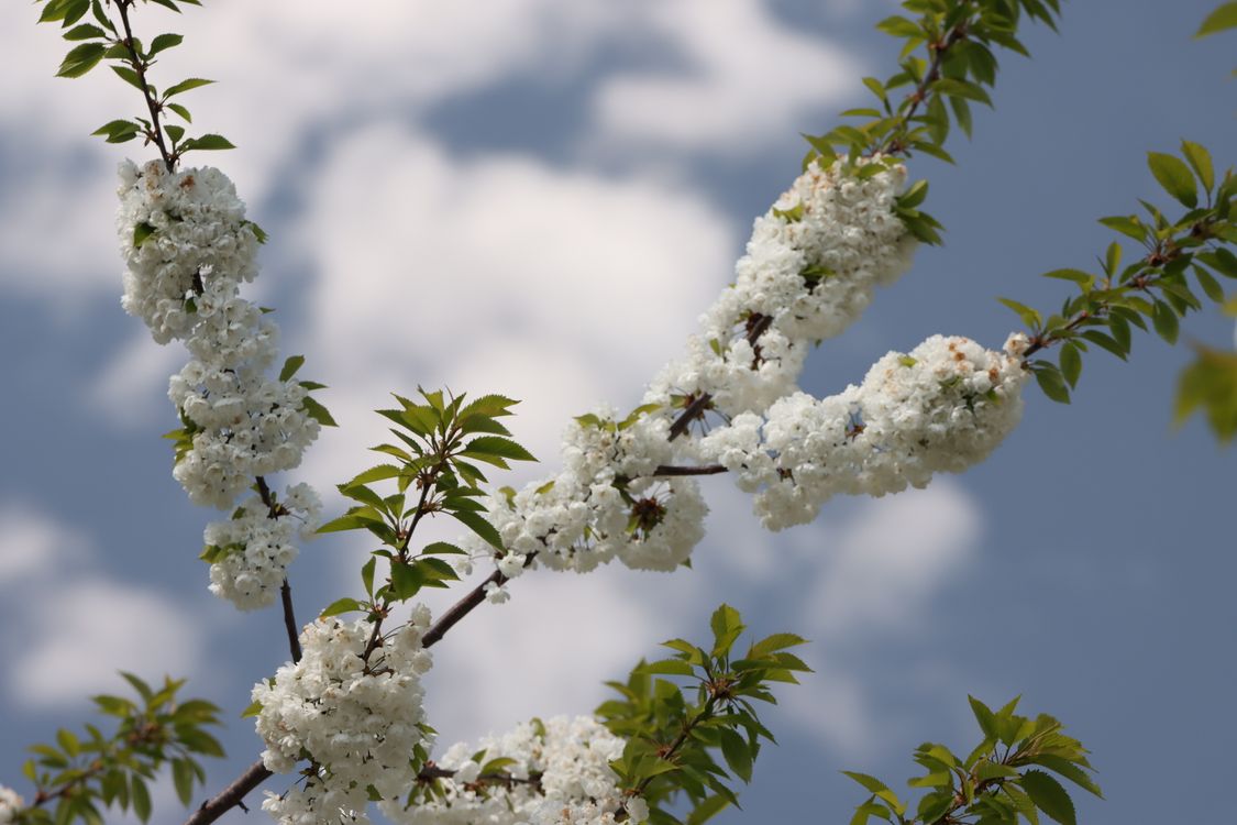 Spring Free Stock Spring · Free Stock Photo