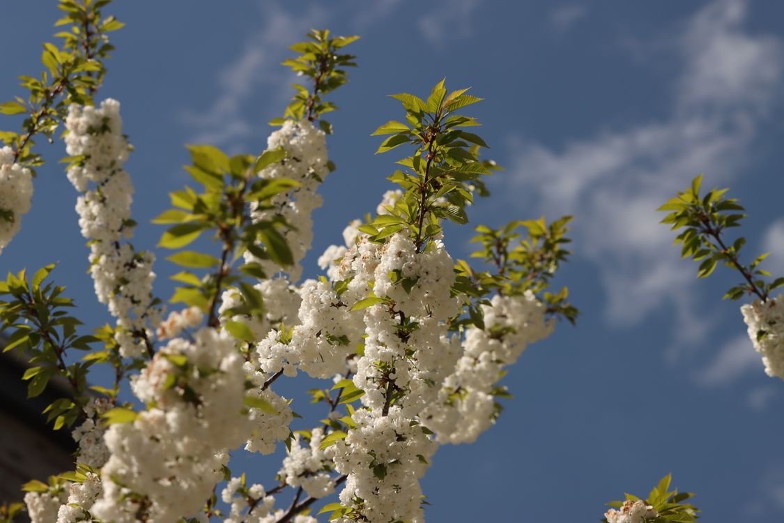 Spring Free Stock Spring · Free Stock Photo