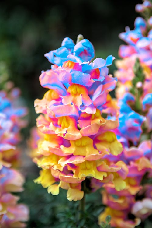 Multicolored Snapdragons
