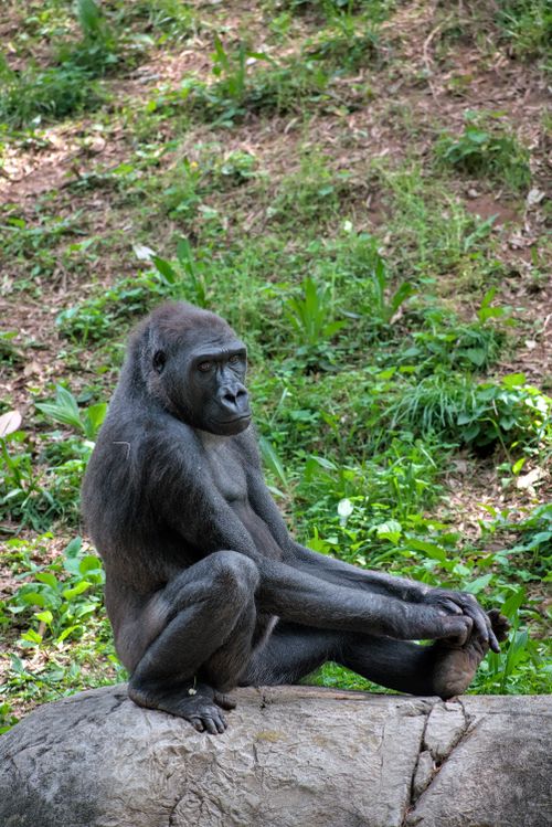 Free Peaceful western lowland gorilla resting on a rock surrounded by greenery in Atlanta's lush landscape. Stock Photo