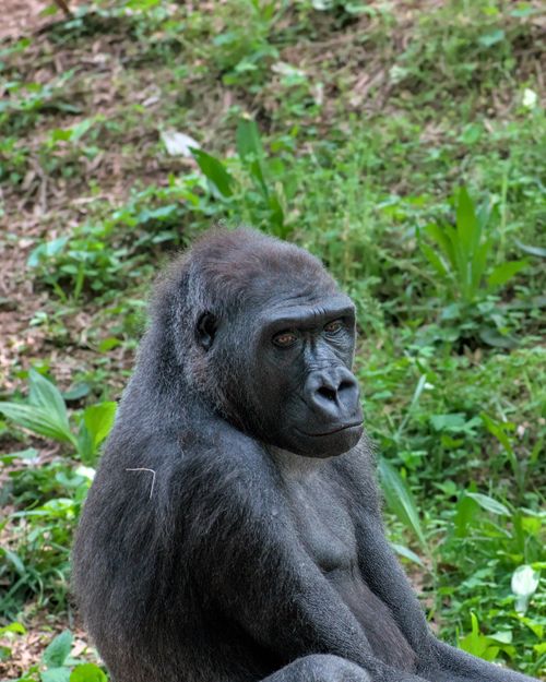 Free A serene western lowland gorilla resting peacefully in a lush forest setting. Stock Photo