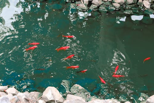다채로운 물고기, 뒤뜰 연못, 록 가든의 무료 스톡 사진