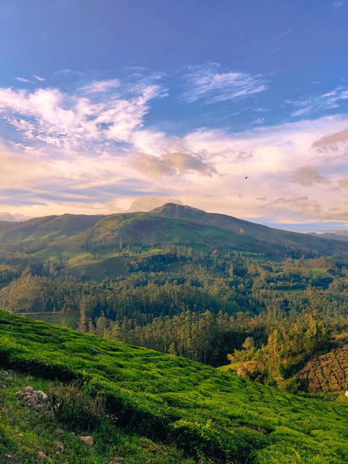 Free Breathtaking view of Munnar's lush green hills and forests under a vibrant sky. Stock Photo