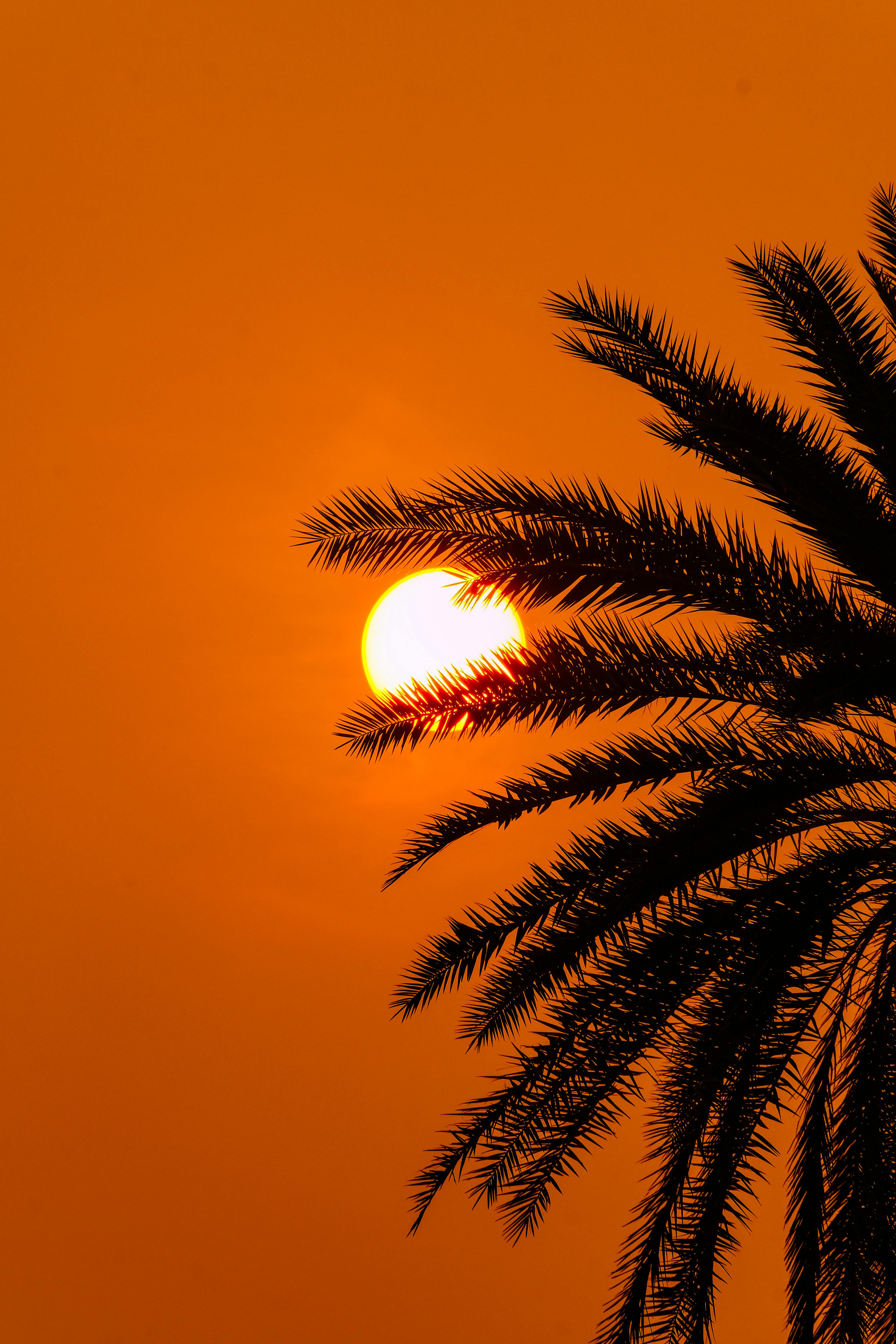 Captivating sunset with palm tree silhouette against a vivid orange sky.