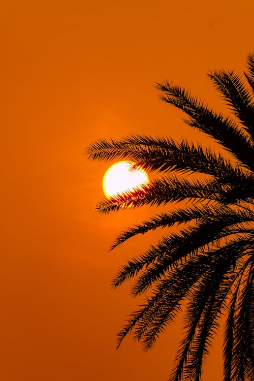 Silhouetted Palm Tree on the Background of Bright Orange Sky at Sunset