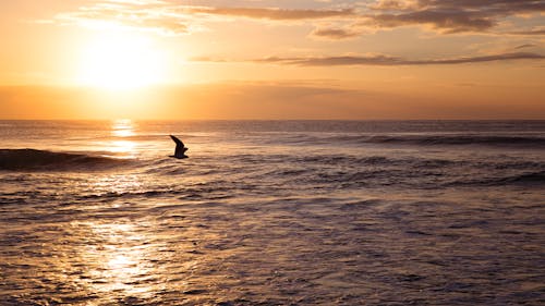 Fotobanka s bezplatnými fotkami na tému Austrália, horizont, krajina pri mori