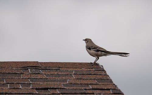 Bird on the Roof